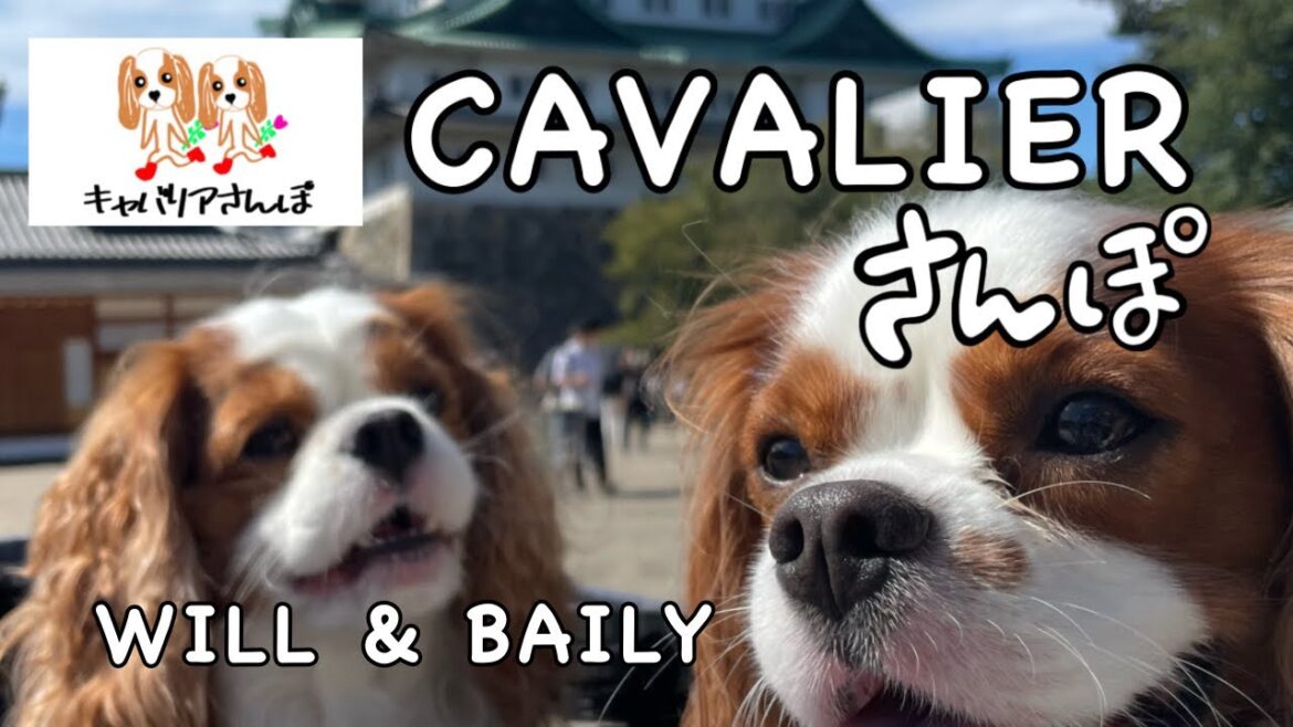 CAVALIERさんぽ　わんだらけへ名古屋車中泊の旅