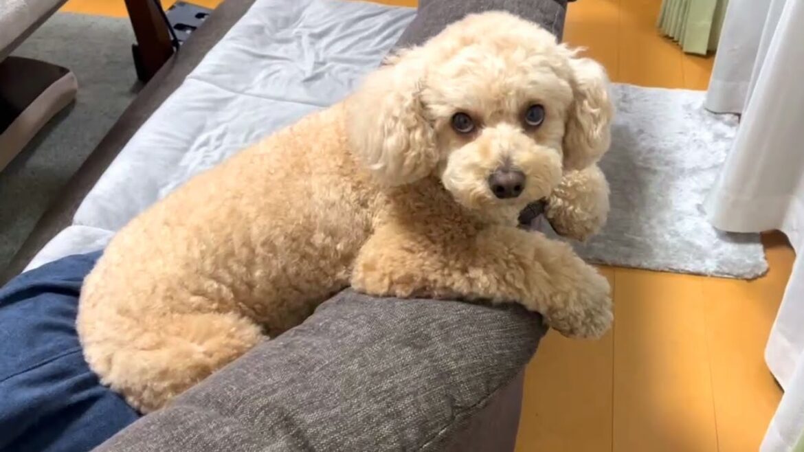 ひとりになるのが寂しすぎる大きいトイプードル【デカプー】【トイプードルのロアくん】【toy poodle】