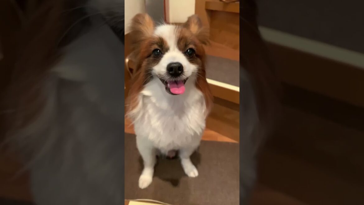 サマーカットしたパピヨン✂️ #shorts