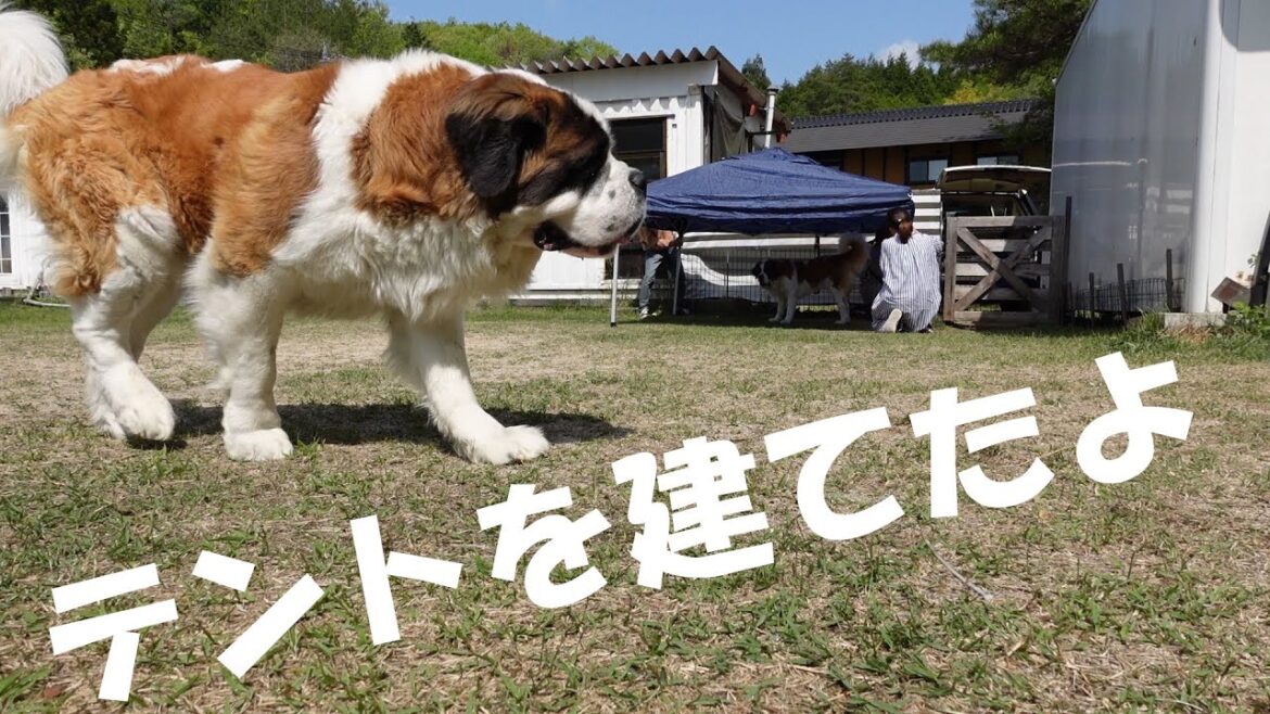 【テントを建てた日】平凡なセントバーナードの日記The Day We Built the Tent] Diary of an Ordinary St. Bernard