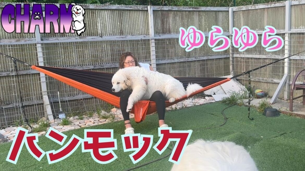 【ゆらーり】うまくバランス取れるかな?【グレートピレニーズ】 【ゆらーり】うまくバランス取れるかな?【グレートピレニーズ】