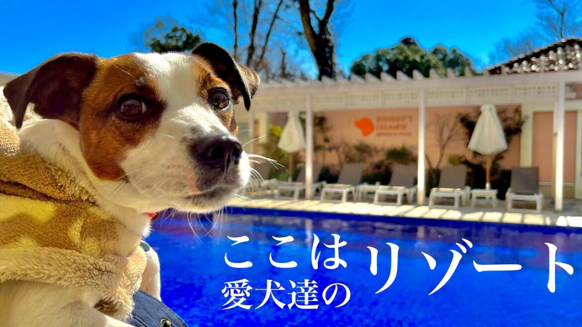 ドギーズアイランドに行ってきました！【千葉の旅その２】