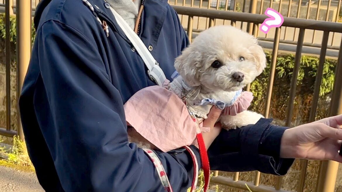 散歩帰りにいないはずのパパがいた時の妹犬の反応がこちら