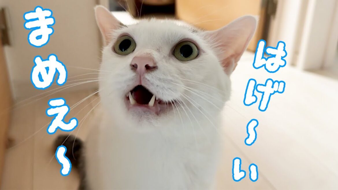 朝の挨拶が「まめぇ」「はげーぃ」な猫