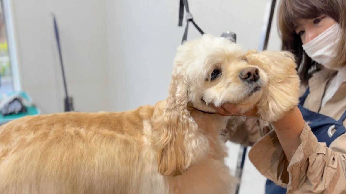 サロン愛がとっても強いアメリカンコッカースパニエル♪（うららちゃん）