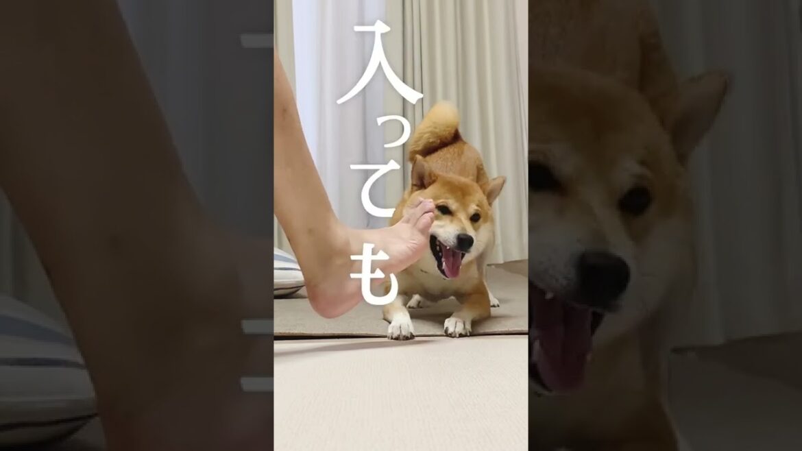 柴犬こむぎが撒き散らす鬼を独自の換気システムで撃退した童話【あるじのステップ】