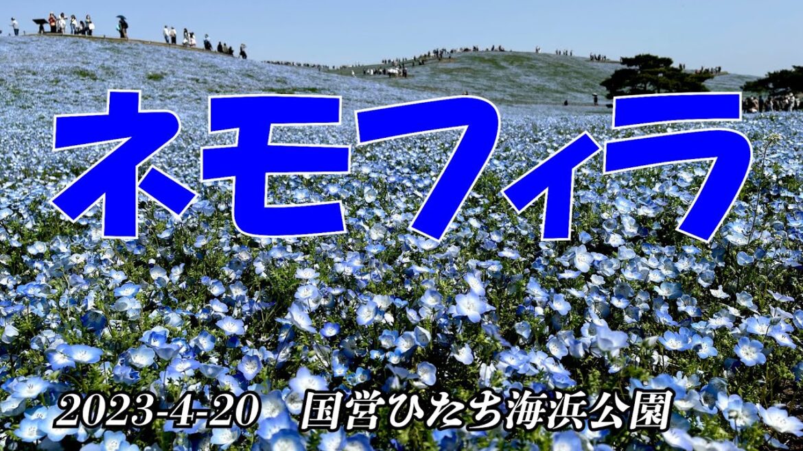 ボルゾイ・ネモフィラ  530万本【満開】 国営ひたち海浜公園