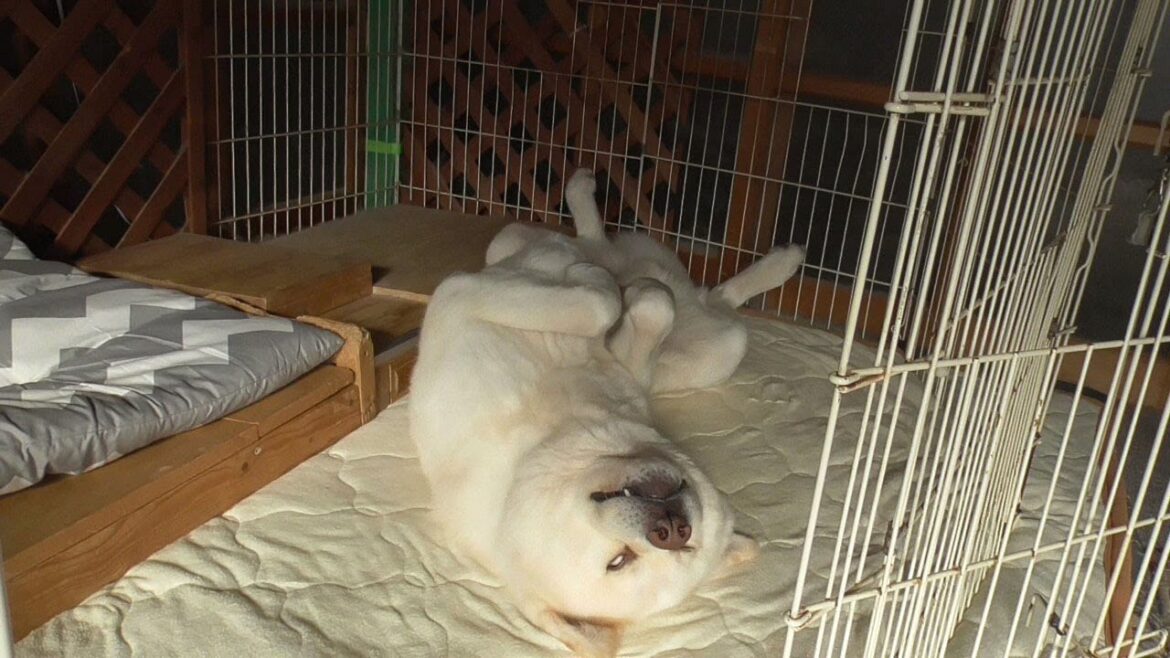 【秋田犬ゆうき】横になり寝ている第一形態から気持ち良さそうな白目ヘソ天形態になるまで【akita dog】