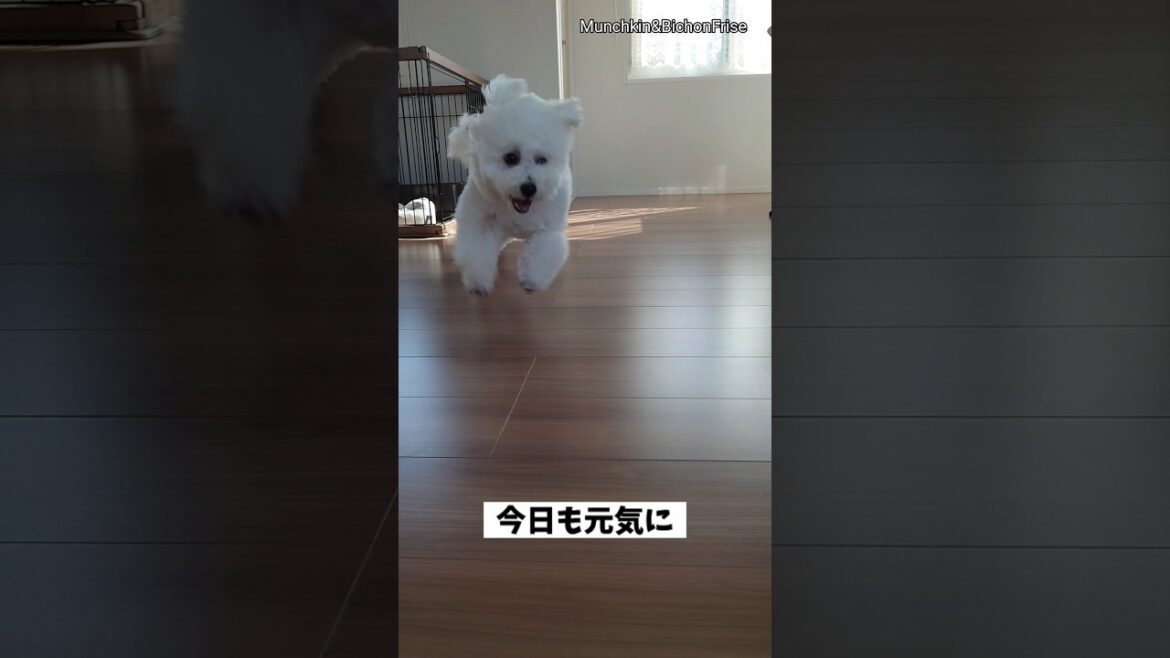 【ビションフリーゼ】ドリフトしながらも超高速で走り回る白いわんこ 【犬と猫、両方飼ってると毎日かわいい♥】