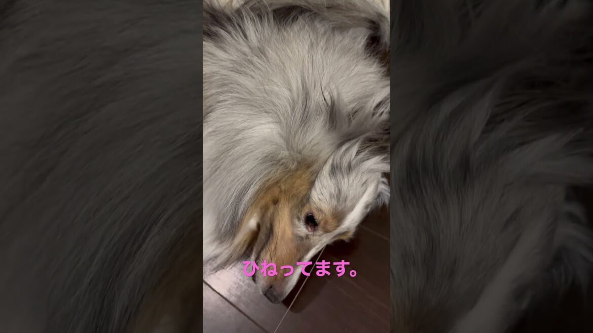 苦しくない？カラダひねって眠る侍です。 #シェルティ #シェットランドシープドッグ #sheltie #ブルーマール