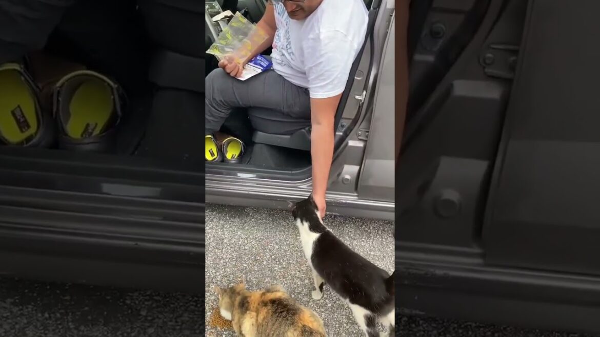 cute streetcats and me ♿️ in kochi Shi japan #日本 #猫 #地域猫 #ねこ動画 #かわいい猫 #japan #india #shorts #viral