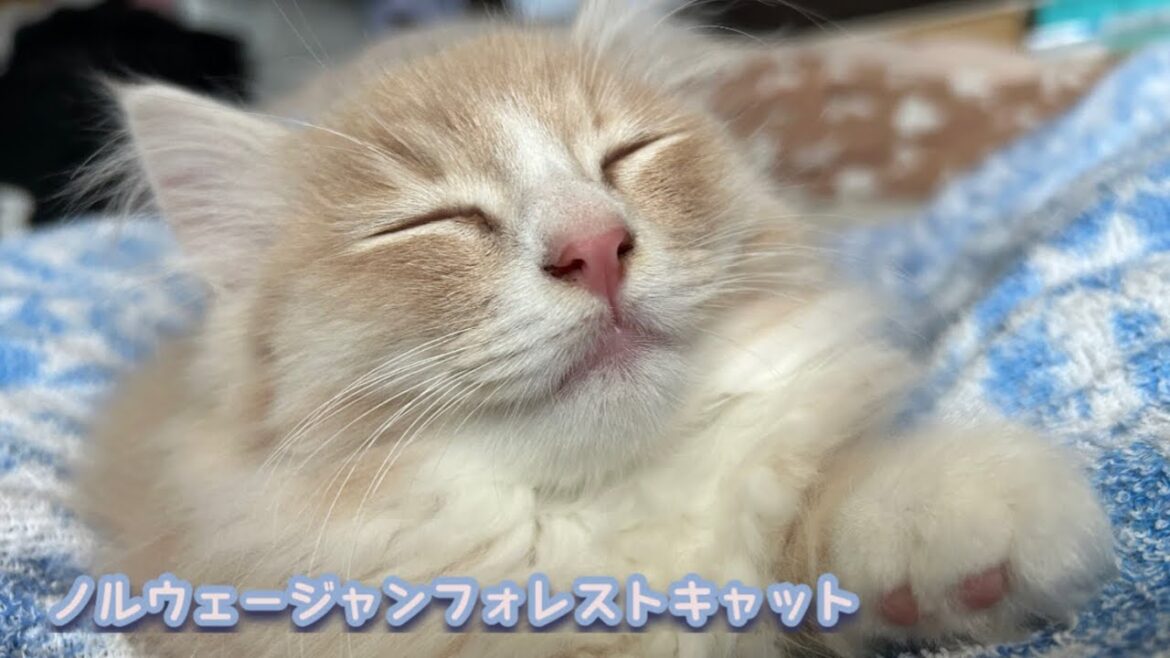 今日もヘルニア