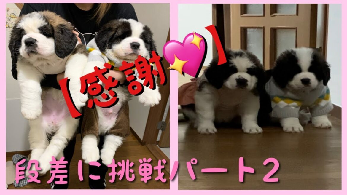 【セントバーナード】【感謝💓】登録者数100人達成💓