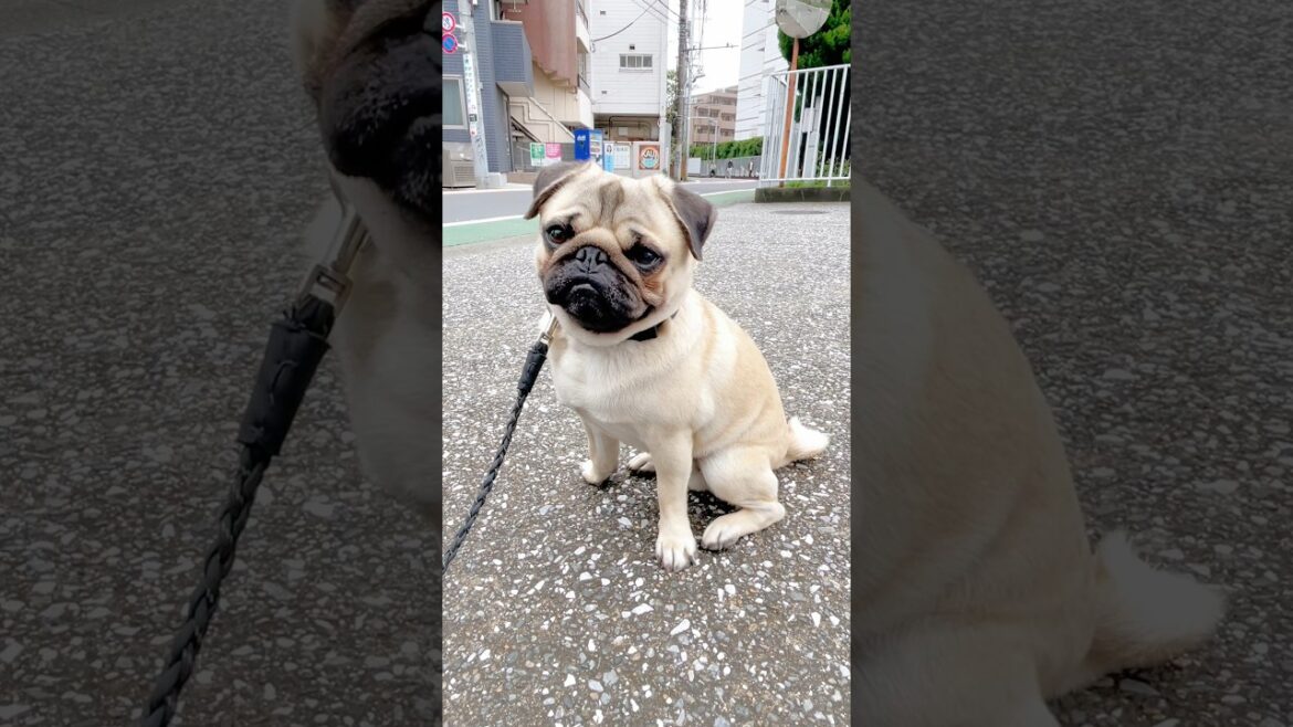 [パグ]ちょこんと おすわり🐶ﾍﾟﾀﾝ (sitting frog) #shorts