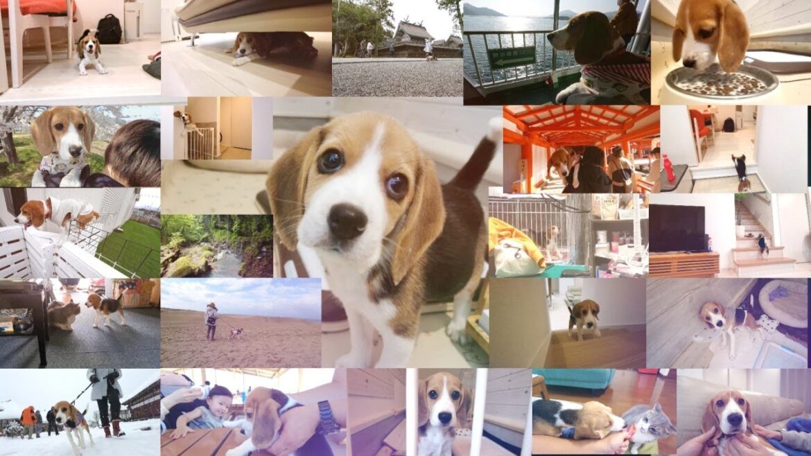 【総集編】子犬と出会ってから2年間の成長記録。