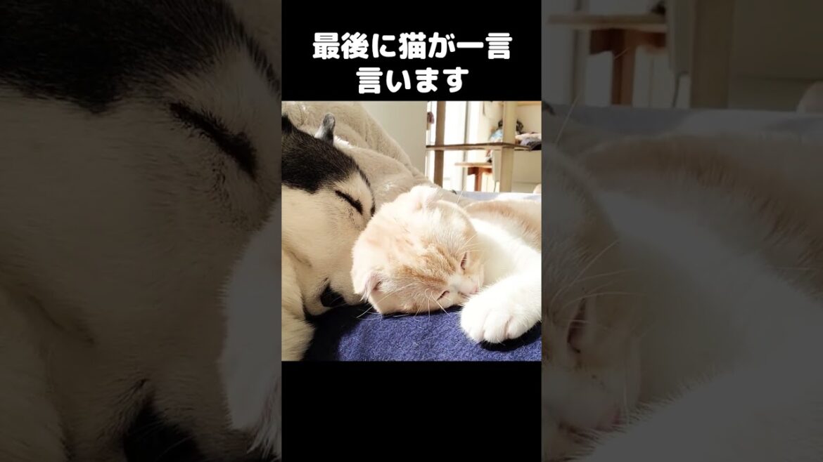最後に猫が言った一言がこちら...#猫 #cat