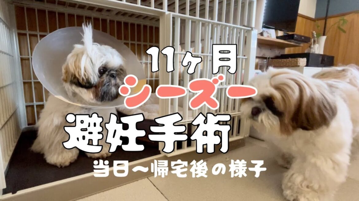 [シーズー多頭飼い]11ヶ月シーズー避妊手術の日