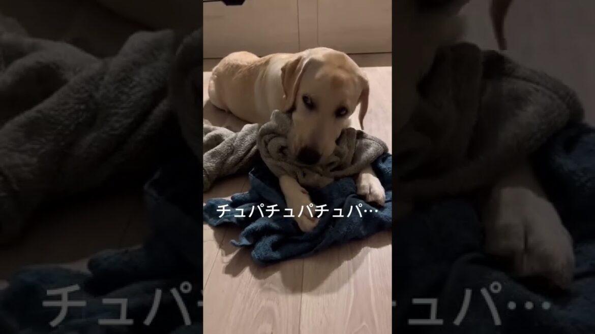 寝る前の癖 毛布はむはむラブラドールレトリバー #shorts #寝る前 #犬のいる暮らし