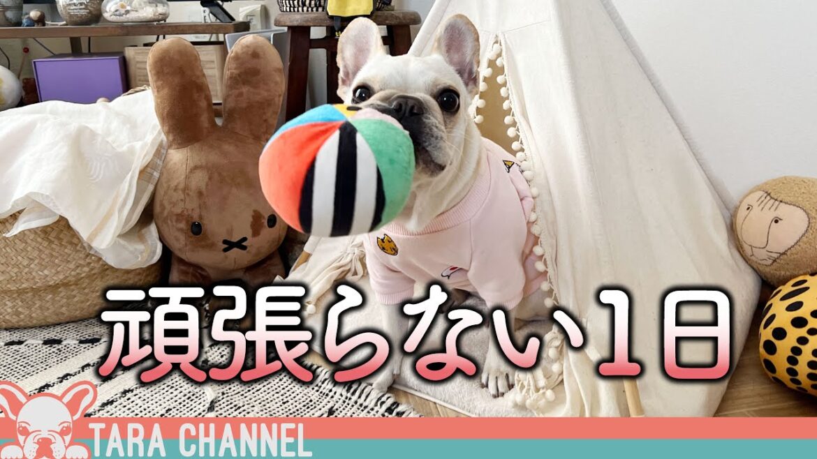 頑張らない日があってもいいじゃない【フレンチブルドッグ】