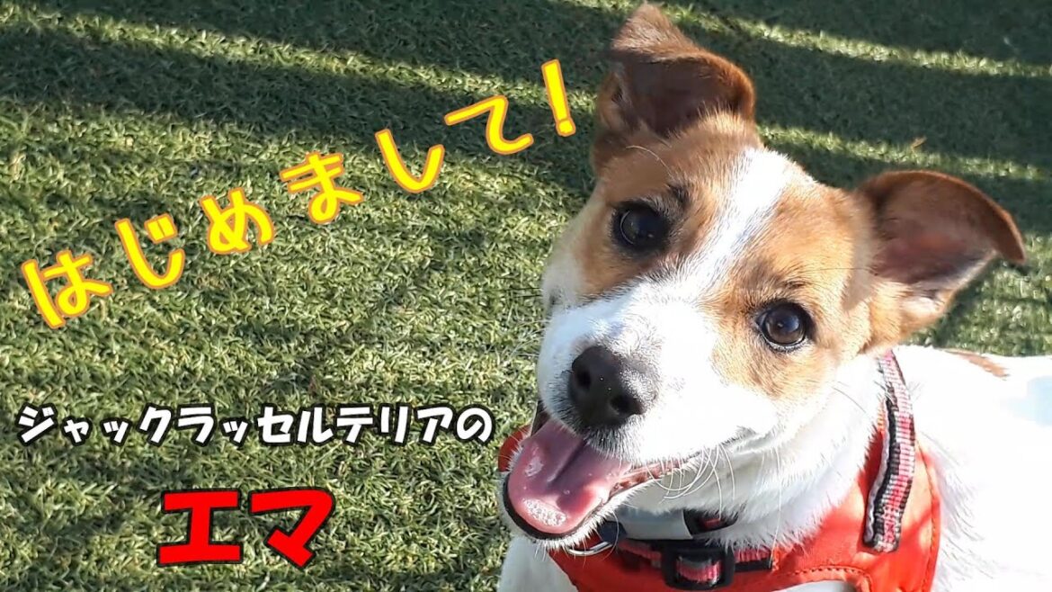 【自己紹介】はじめまして　エマです！  #犬 #ジャックラッセルテリア #jackrussellterrier