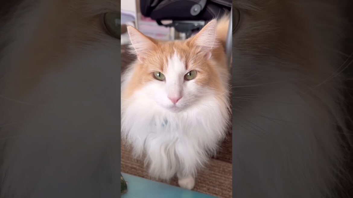 甘える ノルウェージャンフォレストキャット #shorts