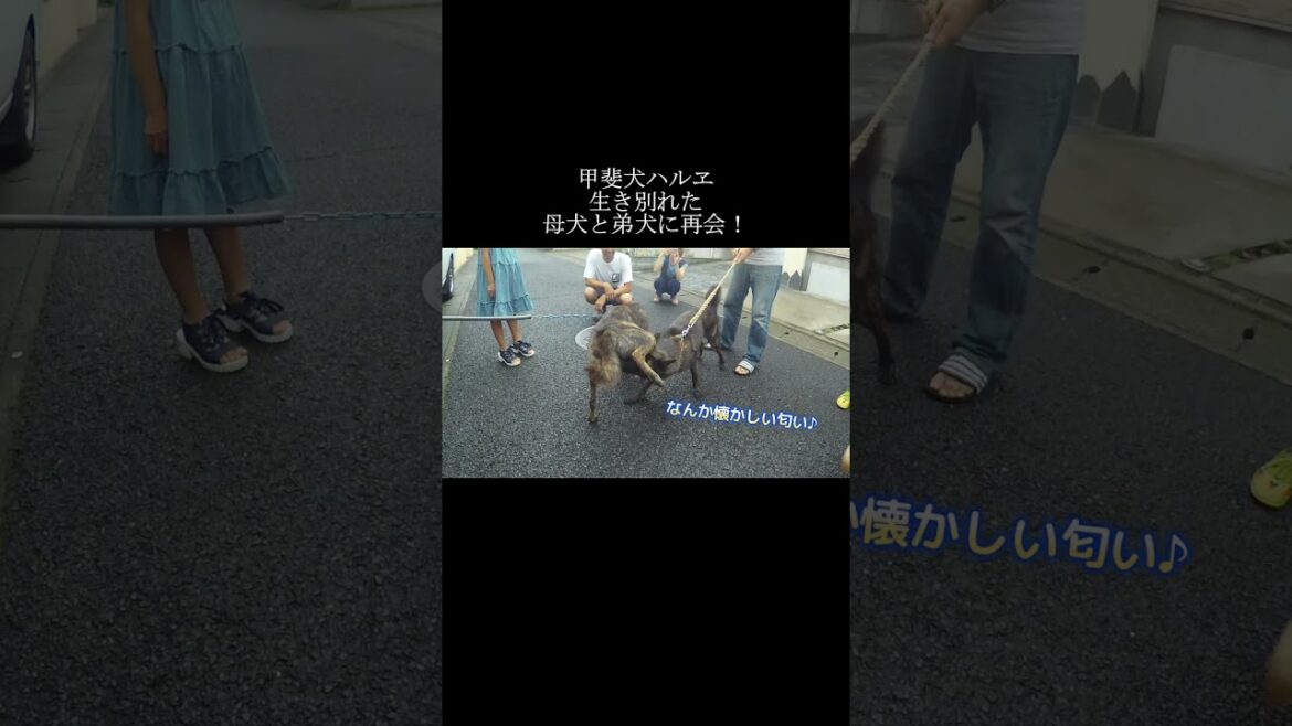 甲斐犬が生き別れた母犬と弟犬と一年ぶりに再会したら！？【甲斐犬・柴犬】 #shorts