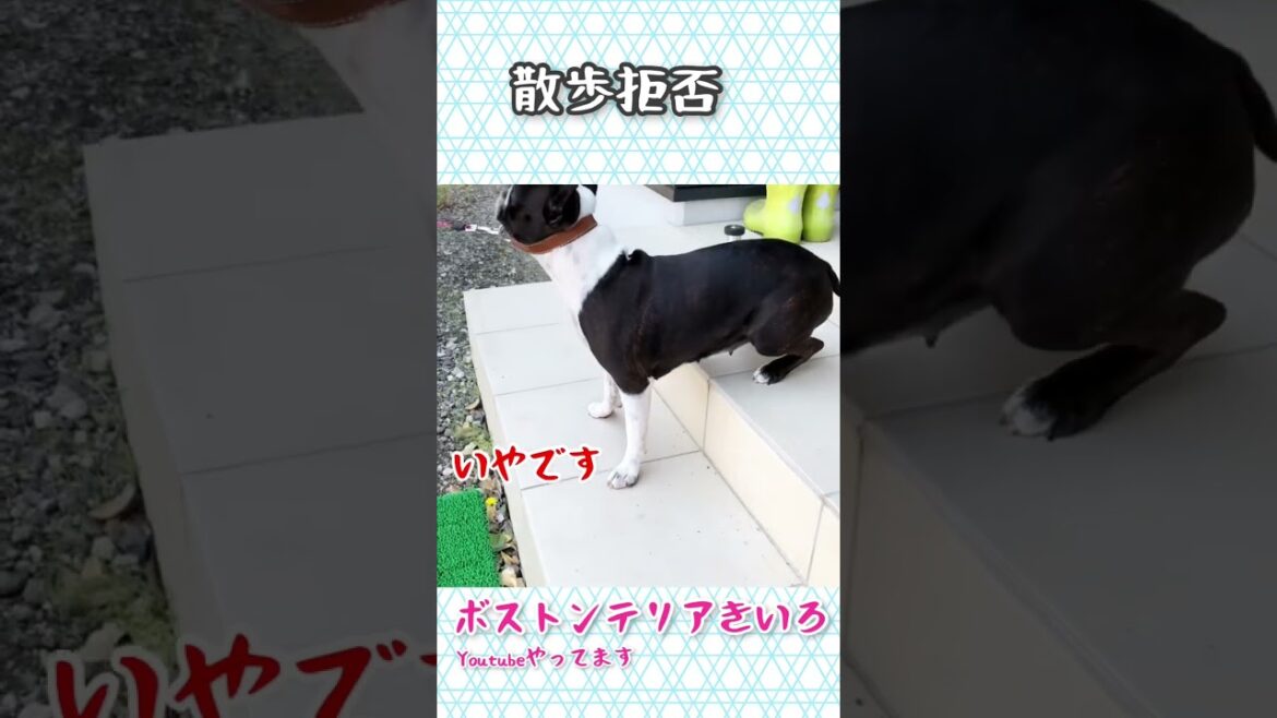 斬新なタイミングの散歩拒否…ボストンテリアきいろさん【ボステリ】