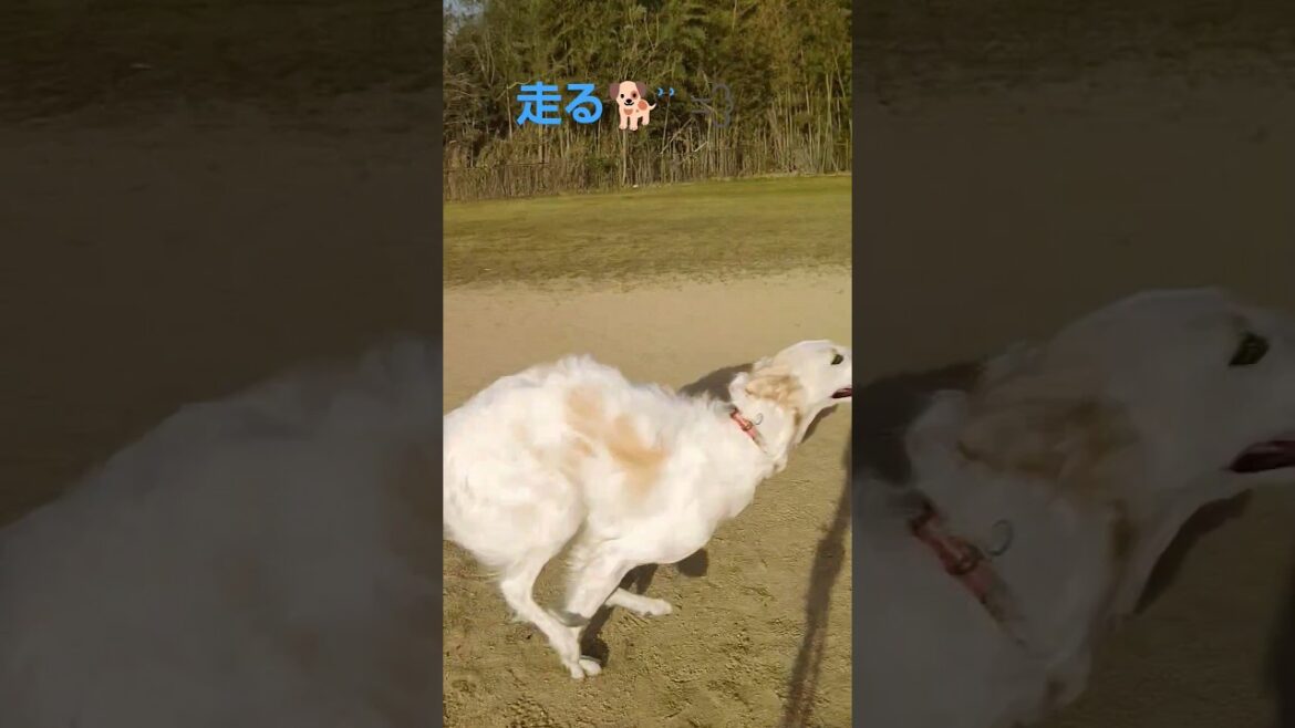 走りを楽しむボルゾイ🐕💨💨　Borzoi enjoying running