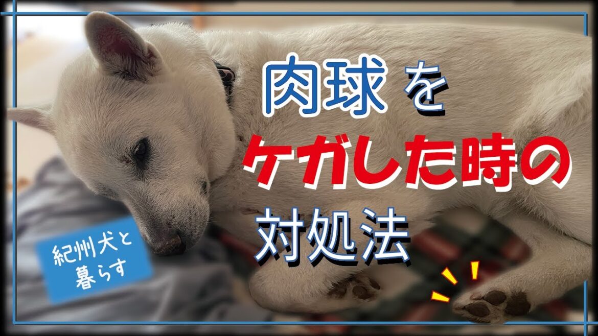 【紀州犬】肉球をケガした時の対処法【第33回】 【紀州犬】肉球をケガした時の対処法【第33回】