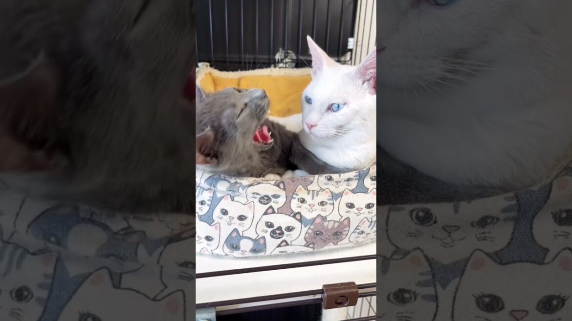 元野良猫ロシアンブルーっぽい子猫アオくん。幸せな瞬間 #Shorts 元野良猫ロシアンブルーっぽい子猫アオくん。幸せな瞬間 #Shorts