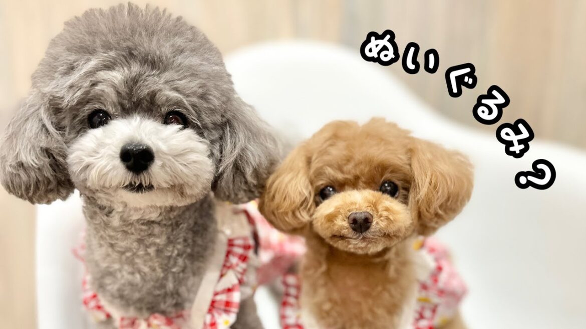ぬいぐるみのような犬が可愛くて貢ぎグセが止まりません…【トイプードルのコロン】 ぬいぐるみのような犬が可愛くて貢ぎグセが止まりません…【トイプードルのコロン】