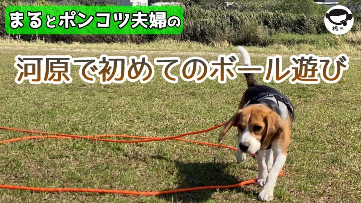 ビーグル犬のまるとポンコツ夫婦が河原で遊ぶ