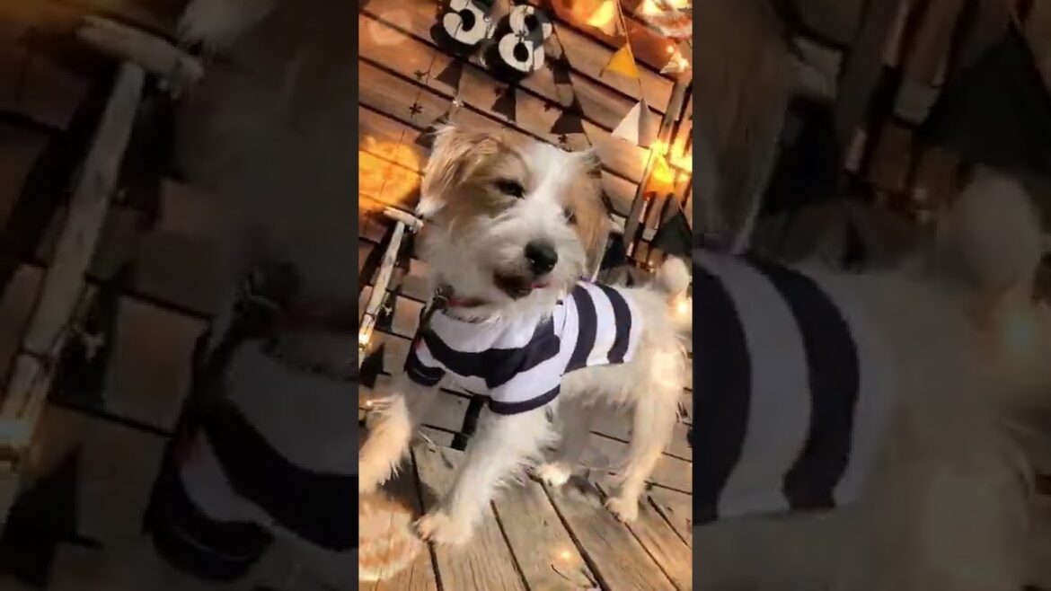 ハロウィンマルシェin58ロハス#shorts #ジャックラッセルテリア #dog