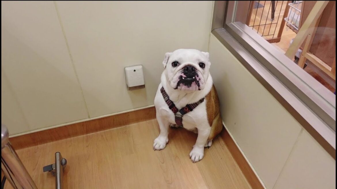 いつも強気な愛犬がアレをビクビク怖がってしまいました…