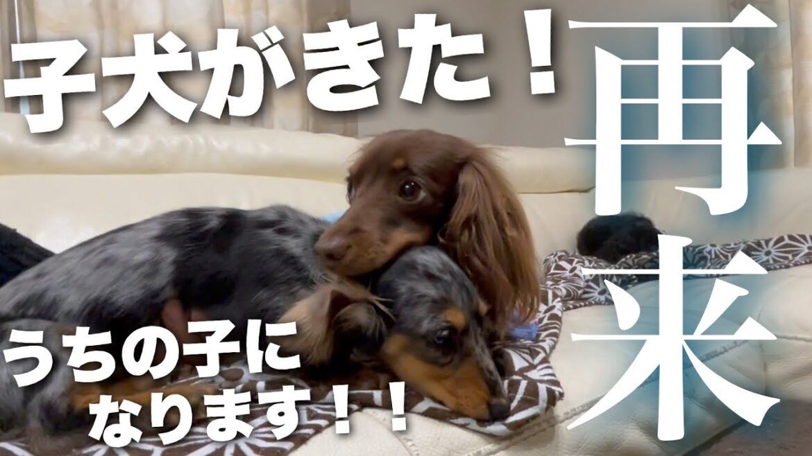 【子犬がやってきた!!】またまた、生後４か月のダックスを預かる事になって・・・【ダックスフンド】