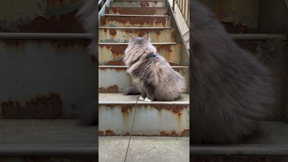錆びた階段の猫【サイベリアン1歳9ヶ月】 #siberian