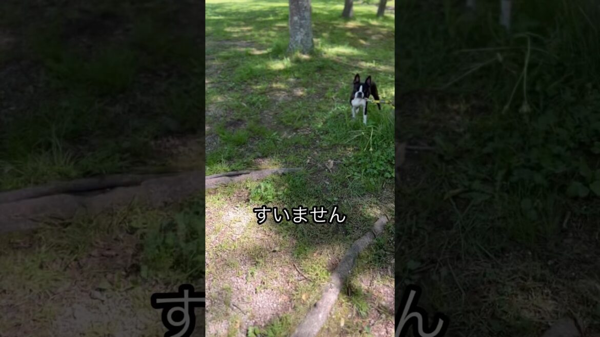 【ストリートスナップ】#写真 #写真を撮ってもいいですか #ボストンテリア #パロディ#anonymous #いぬ