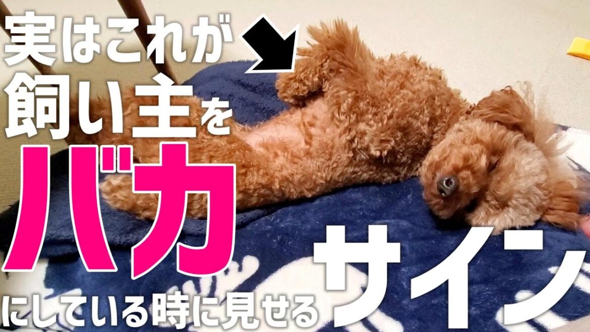 【飼い主必見】犬が飼い主をバカにしている時だけ見せる仕草