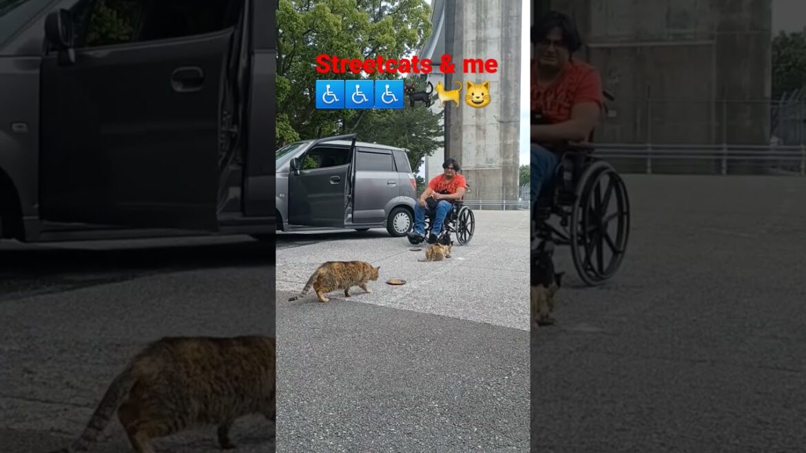 street cats & me in kochi Shi,japan part-11 #日本 #猫 #地域猫 #ねこ動画 #かわいい猫 #車椅子 #車椅子生活 #イージーモーション #india