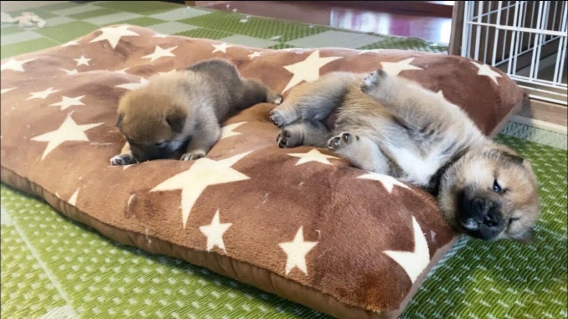 妄想中の柴犬の子犬！