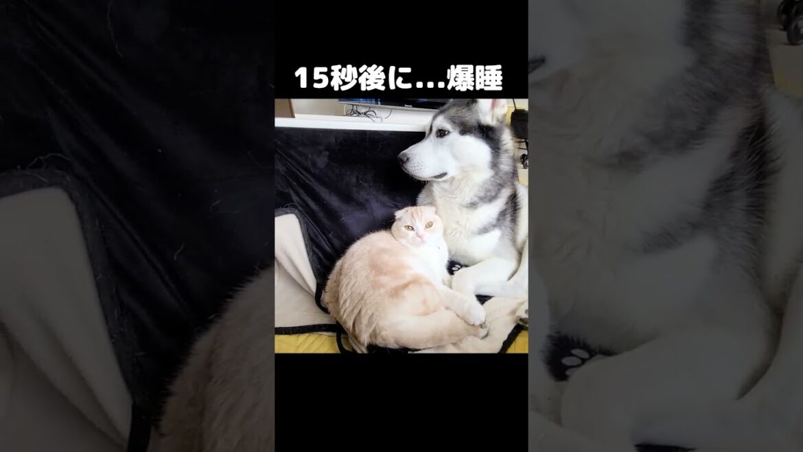 15秒後に爆睡する猫と犬がこちら...#猫 #cat