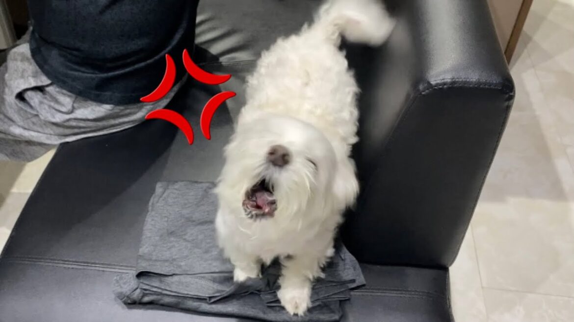 朝から「早く俺の顔をキレイに拭け！」とブチ切れる犬