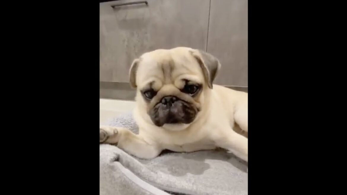 [パグ]鼻水拭くよ🧼 ﾑﾆｬﾑﾆｬ🐶(dog runny nose) #shorts