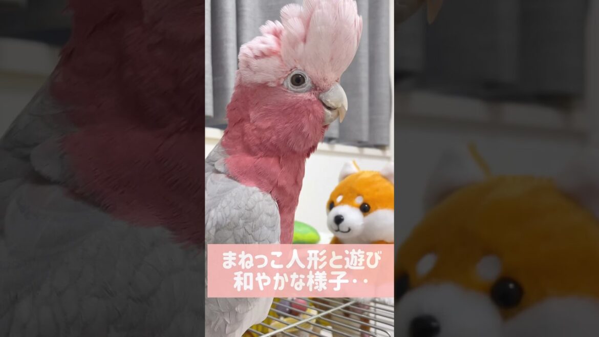 真似っこ柴犬にオウム返しされるオウムが可愛すぎるw【モモイロインコ】#shorts  #インコ #オウム 真似っこ柴犬にオウム返しされるオウムが可愛すぎるw【モモイロインコ】#shorts  #インコ #オウム