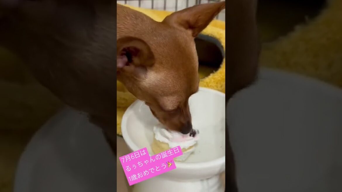 るぅちゃん、1歳の誕生日🎂#miniaturepinscher #ミニチュアピンシャー  ＃誕生日　#ケーキ