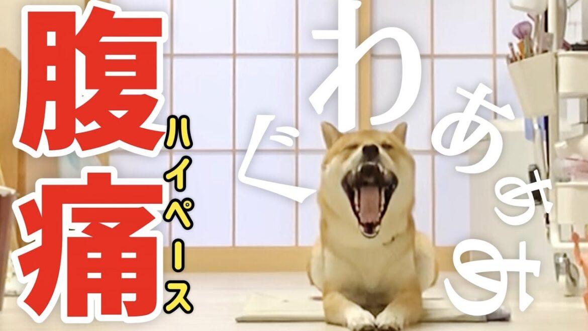予想外の事態に柔軟に対応した柴犬こむぎと三浦海岸ジブリ【あるじのステップ】shibainu comugi