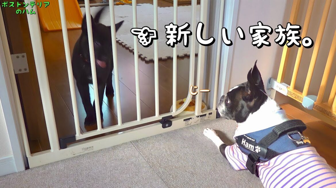 新しい家族を迎えました