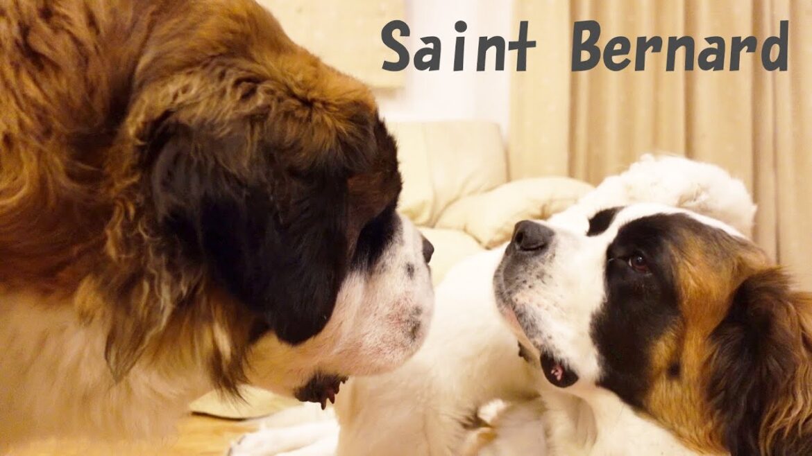 【お家でお留守番の日】平凡なセントバーナードの日記Diary of an ordinary St. Bernard who stays at home anyway.