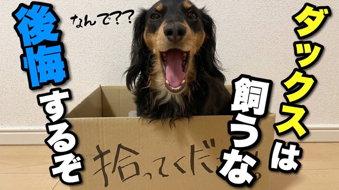 ダックスは飼うな！！ダックスを飼うのに向いてない人５選【カニンヘンダックス/ポメチワ】