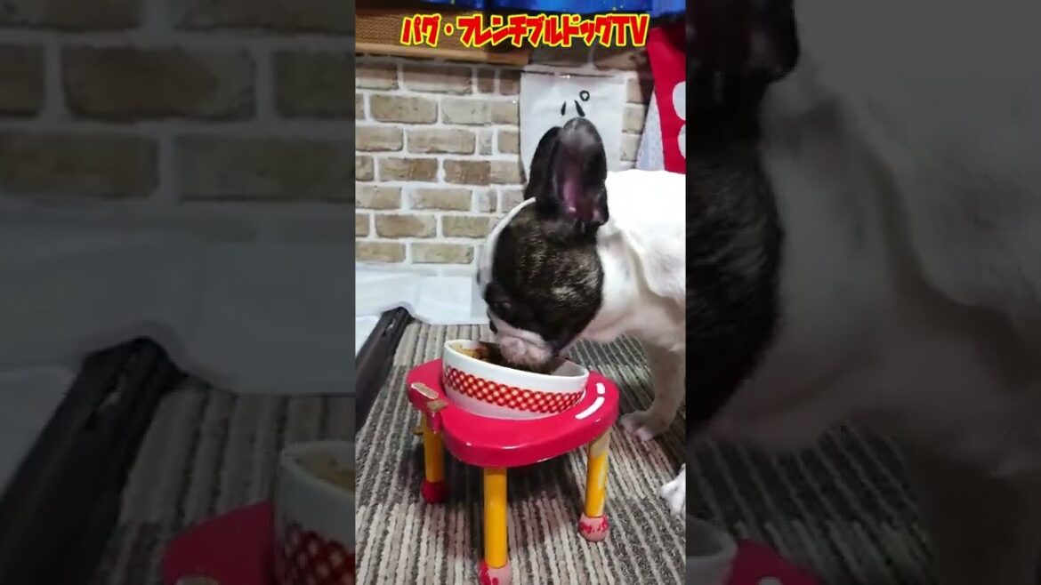 【最高の幸福感】のんびりした食事　フレンチブルドッグ『ぶーちゃん日記』